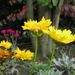 Coreopsis