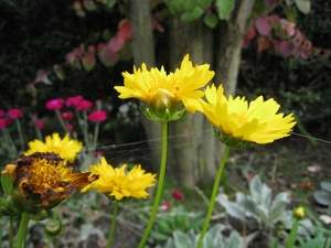 Coreopsis