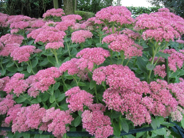 Hemelsleutel in bloei