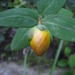 Hypericum(Hertshooi) (St-Janskruid)