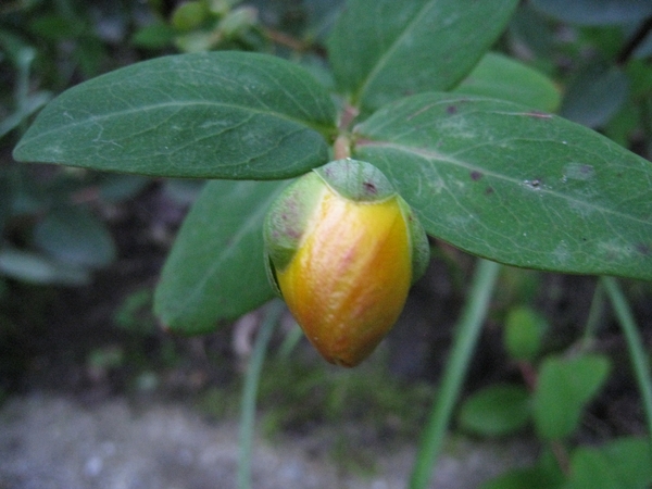 Hypericum(Hertshooi) (St-Janskruid)