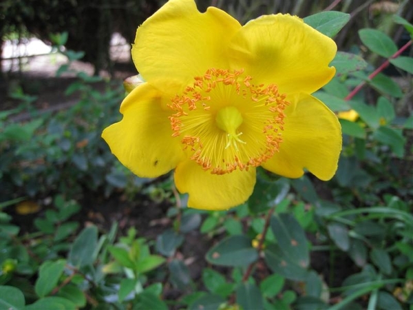 St-Janskruid of Hertshooi