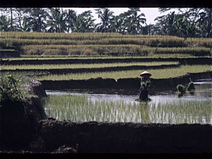 Bali