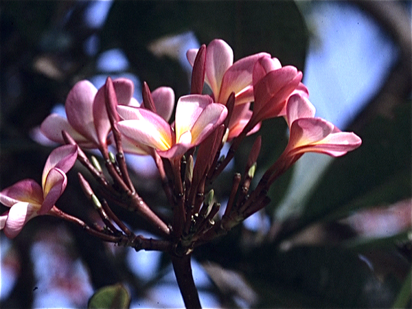 Balinese droom