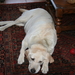 SLAPENDE HOND 003