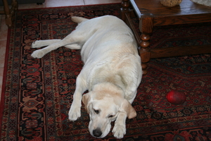 SLAPENDE HOND 003