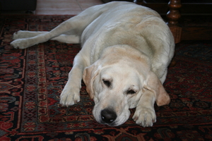 SLAPENDE HOND 002