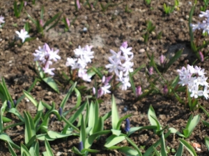 KEUKENHOF 2010 018