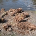 KEUKENHOF 2010 035