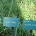 KEUKENHOF 2010 039