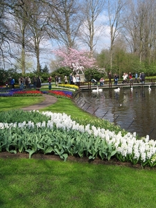 KEUKENHOF 2010 042