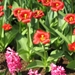 KEUKENHOF 2010 043