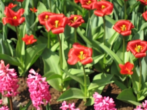 KEUKENHOF 2010 043