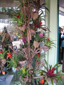 KEUKENHOF 2010 050