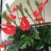 KEUKENHOF 2010 054