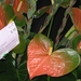 KEUKENHOF 2010 055