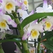 KEUKENHOF 2010 056