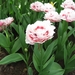 KEUKENHOF 2010 089