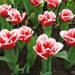 KEUKENHOF 2010 090
