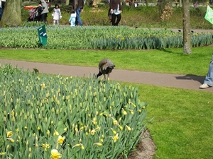 KEUKENHOF 2010 096