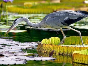 reiger