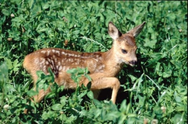 krkonossky-park.  Het Riesengebergte