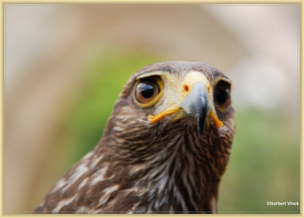 sized_sized_DSC21319a middeleeuws dorp