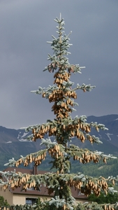 Barcelonnette 27-6-10 (10)