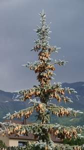 Barcelonnette 27-6-10 (10)