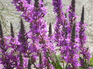 P7180449