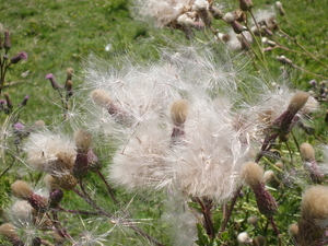 P7180451