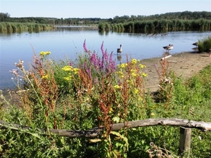 Zoutleeuw 18072010180710_47 (Medium)