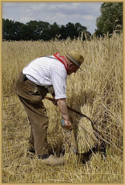 sized_sized_DSC11237a veld