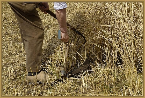 sized_sized_DSC11238a veld