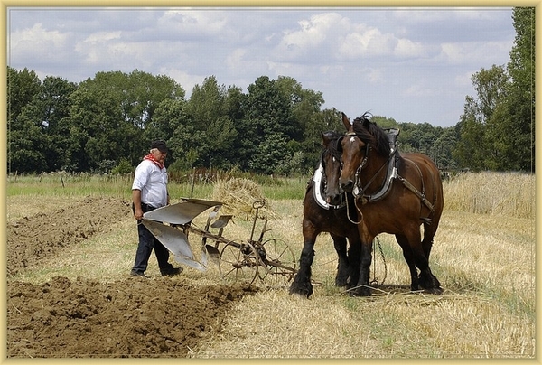 sized_sized_DSC11275a ploegen