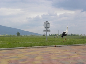 DSCN0731
