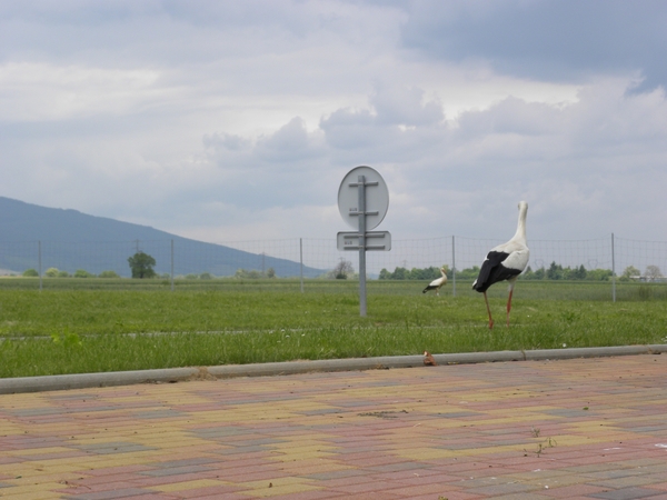 DSCN0731