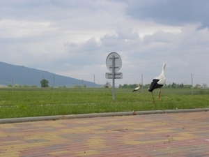 DSCN0731