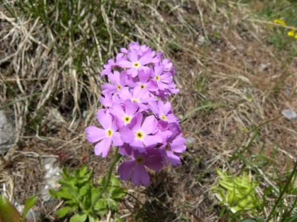 DSCN0817