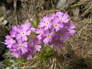 DSCN0818