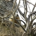 DSCN0948