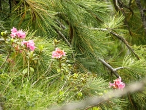 DSCN1249