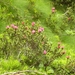 DSCN1250