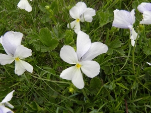 DSCN1268