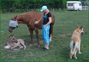 knipsel Veulen S en veulen met ook hond