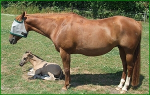 Paard van Sebilla met veulen 2010