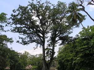 De heilige boom van de Maya's, de Ceiba