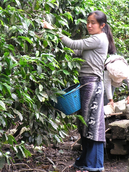 de bonen worden geplukt