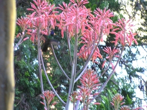 Bloemen zijn er in overvloed in Guatemala