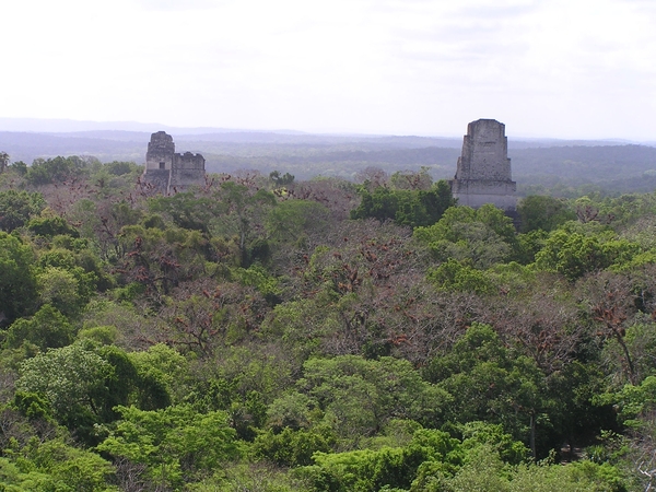 de hoogste tempels steken boven het oerwoud uit